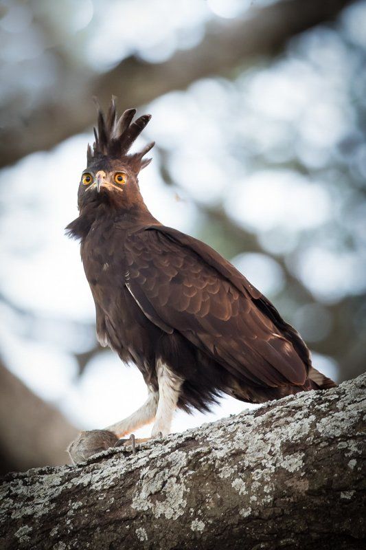 про удачную охоту...  (12+) фото превью