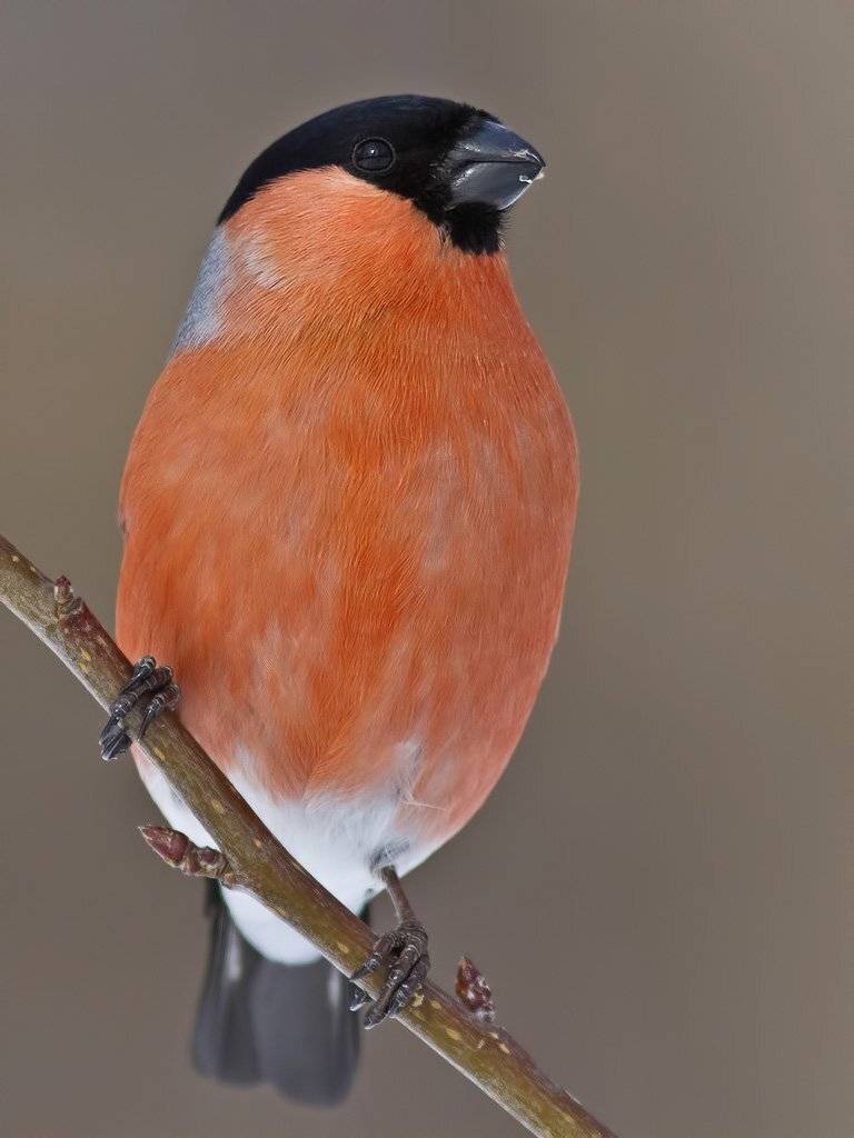 , Ляпустин Юра