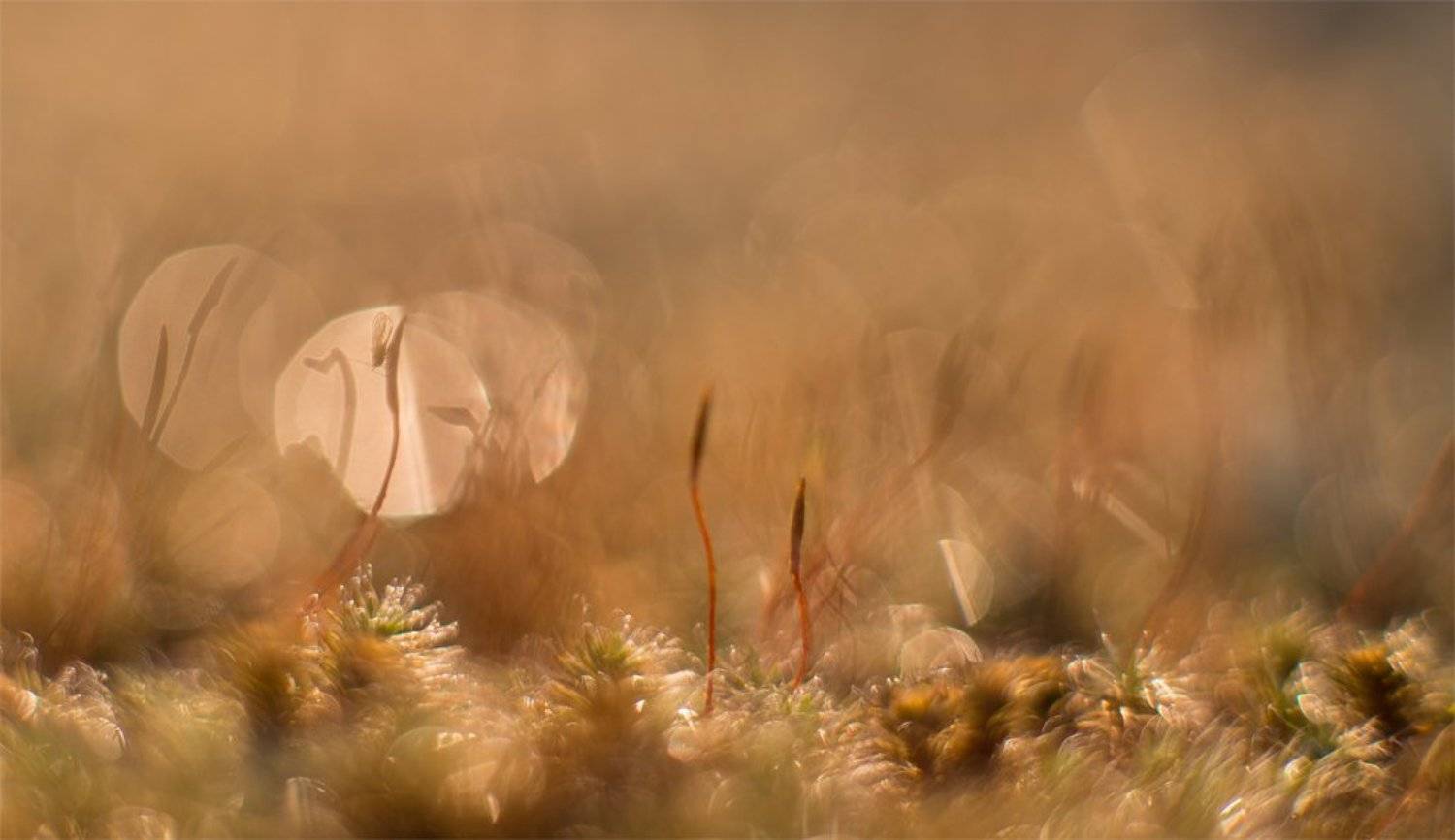 , Геннадий Мещеряков