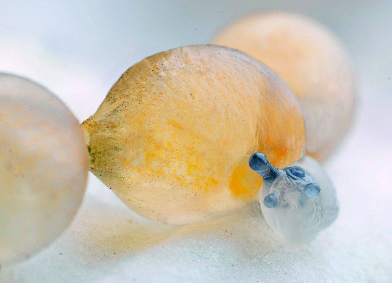 , Чернобай Анна