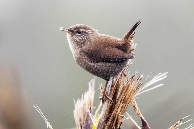 Крапивник, или подкоренник (Troglodytes troglodytes). фото превью
