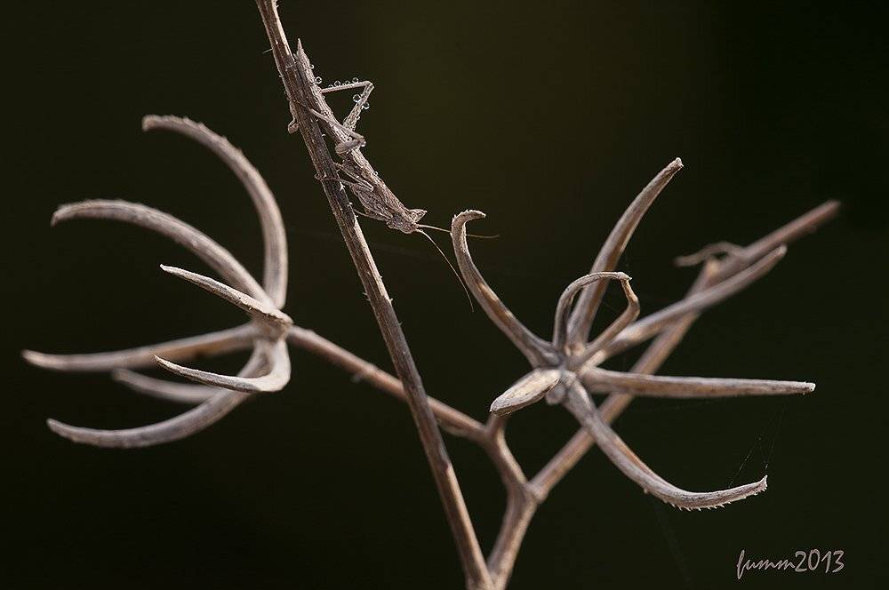 , Игорь ФУММ