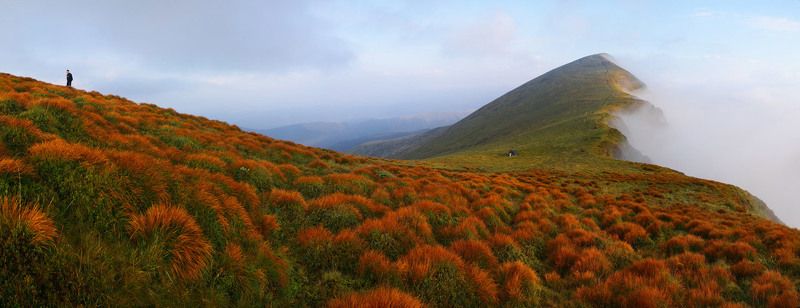 Утренние ёжики. фото превью
