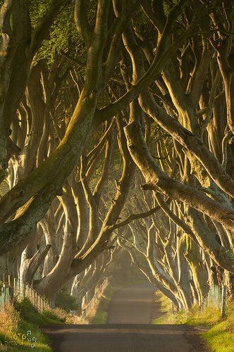 Еще раз о Темной Изгороди