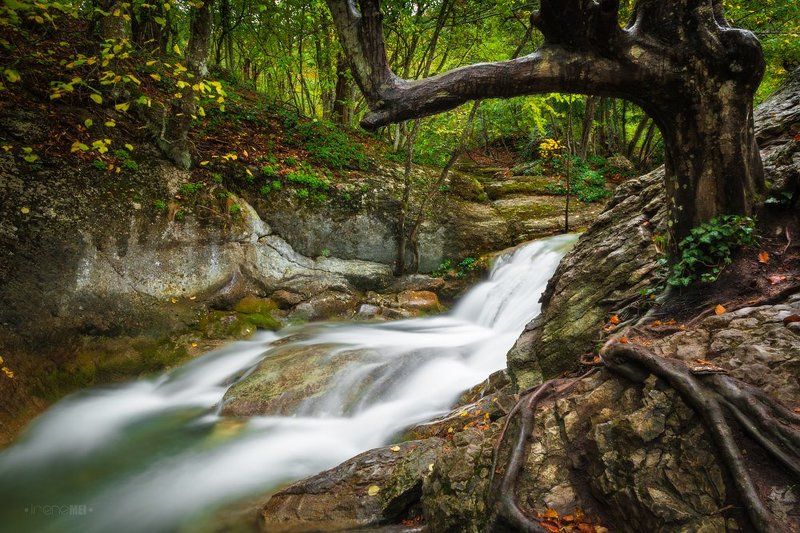 лес, пейзаж, landscape, nature, forest, tree, green, moss, water, river Таинственный Лес фото превью