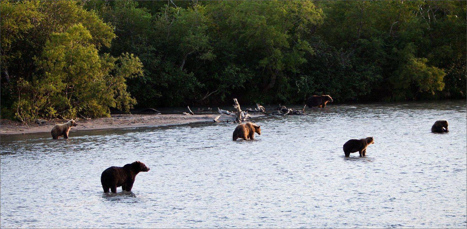 Камчатка, Нетушки