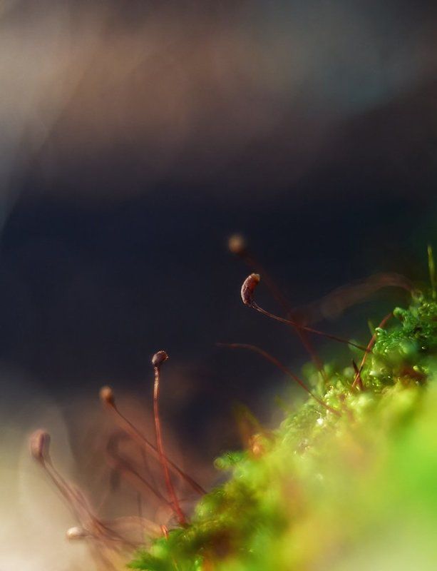 *** фото превью