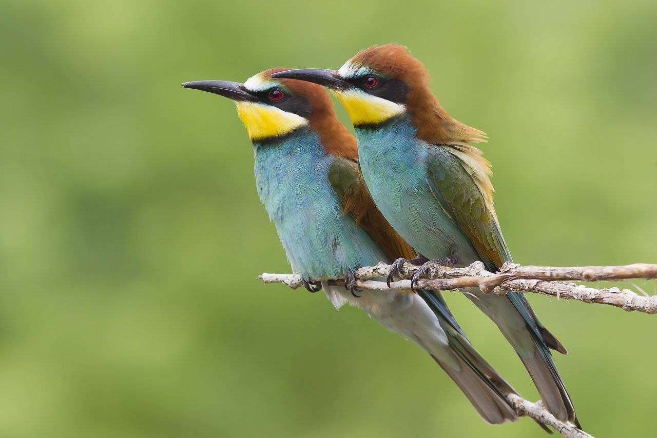 , Дмитрий Кугувалов