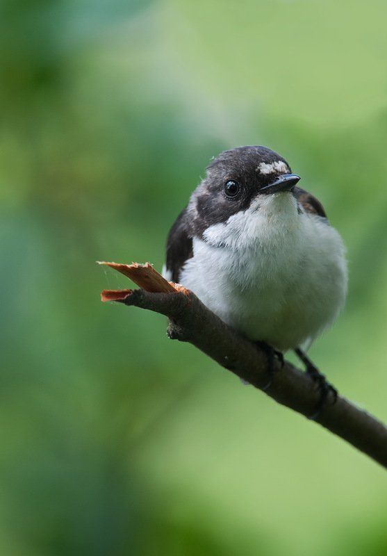 На стрёме! ;) фото превью