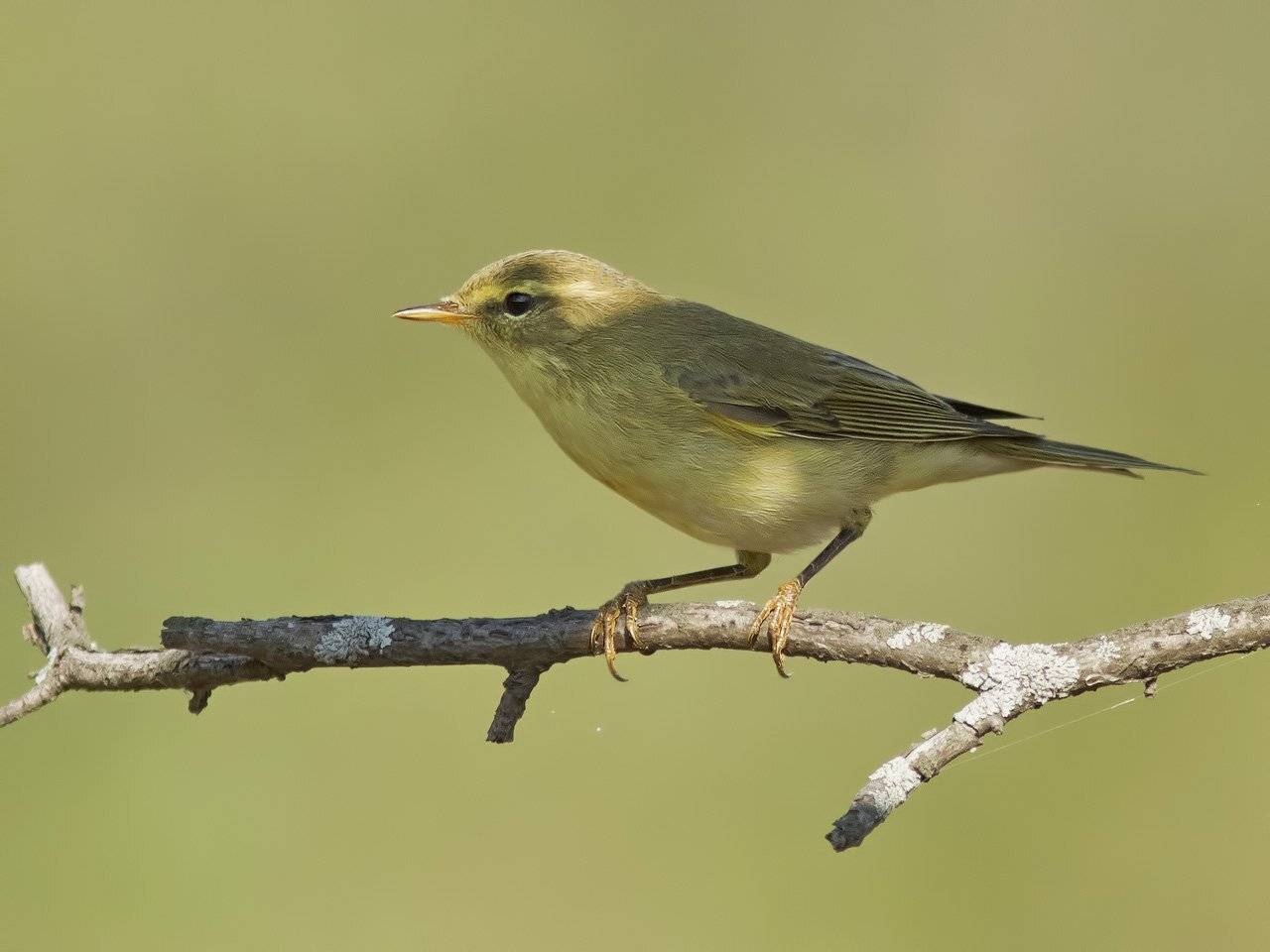 , Ляпустин Юра