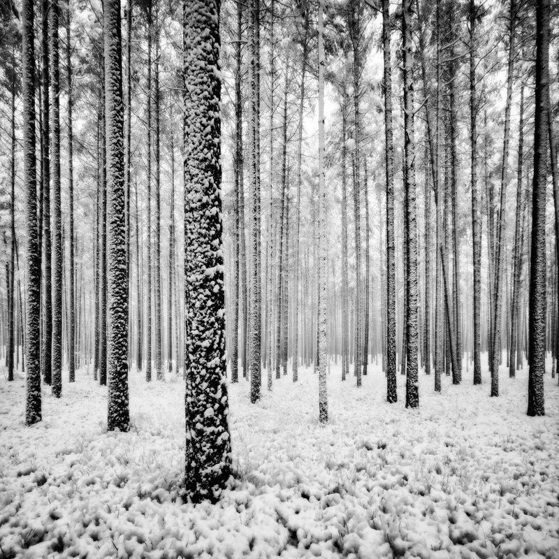 Winter forest фото превью