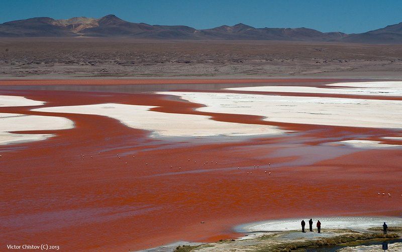 bolivia, colorada, flamingo Colorada фото превью