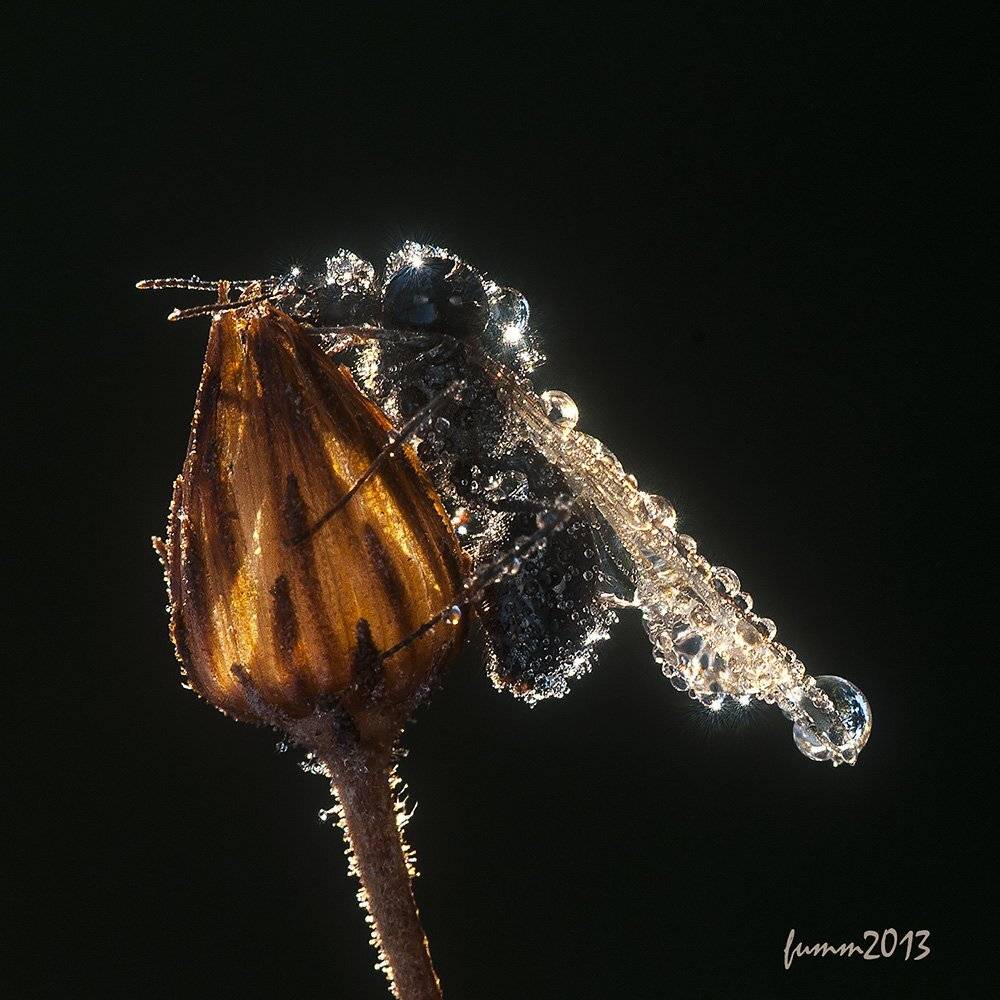 , Игорь ФУММ