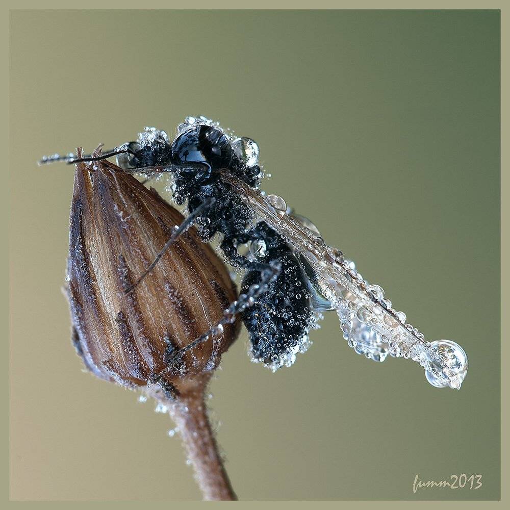 , Игорь ФУММ