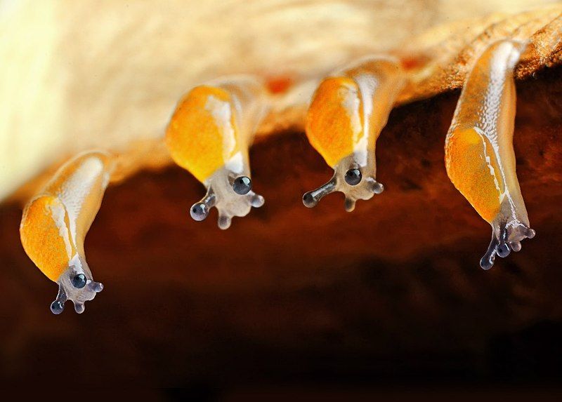 Слизняк, Слизняки ясельки) два часа жизни слизням фото превью