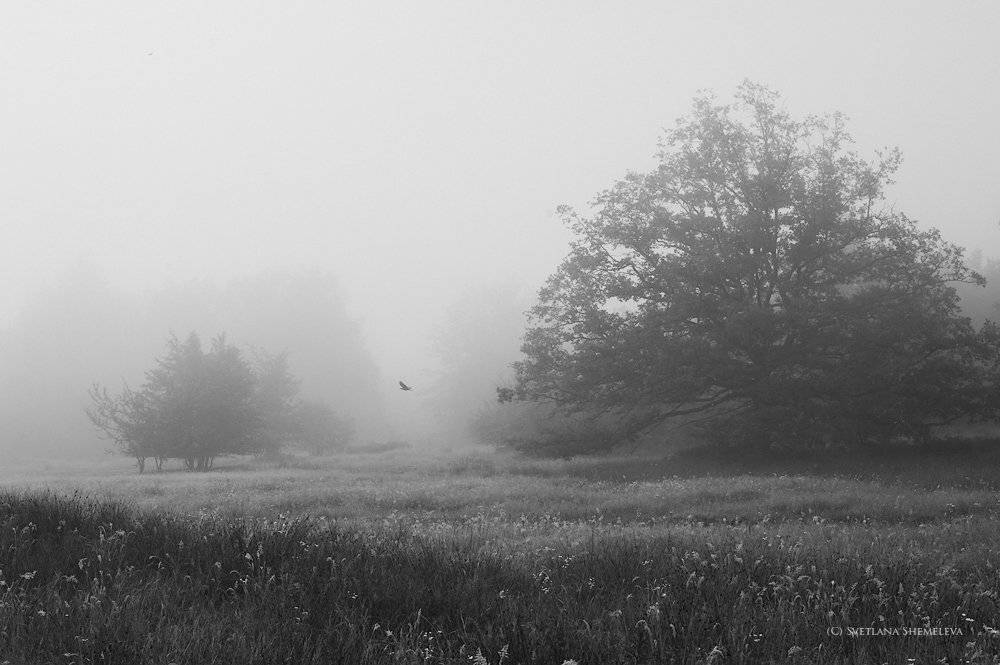 , Светлана Щемелева