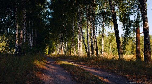 Березовая дорожка