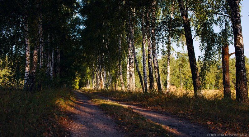 Беларусь, Полесье Березовая дорожка фото превью