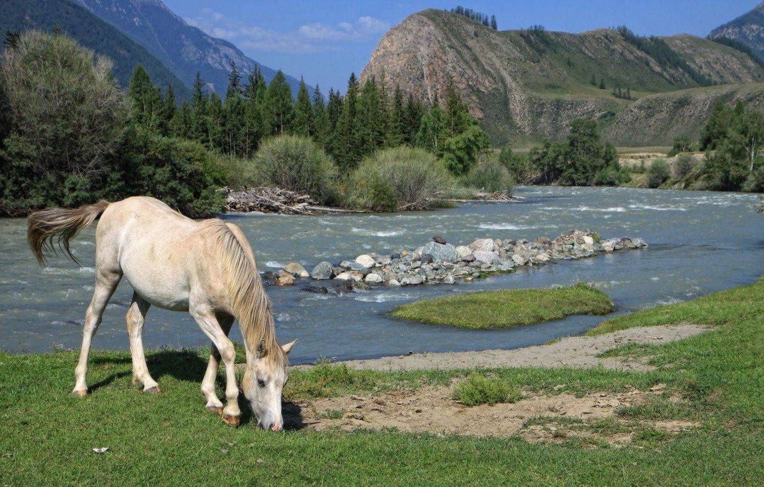 алтай, чуя, лошади, Галина Хвостенко