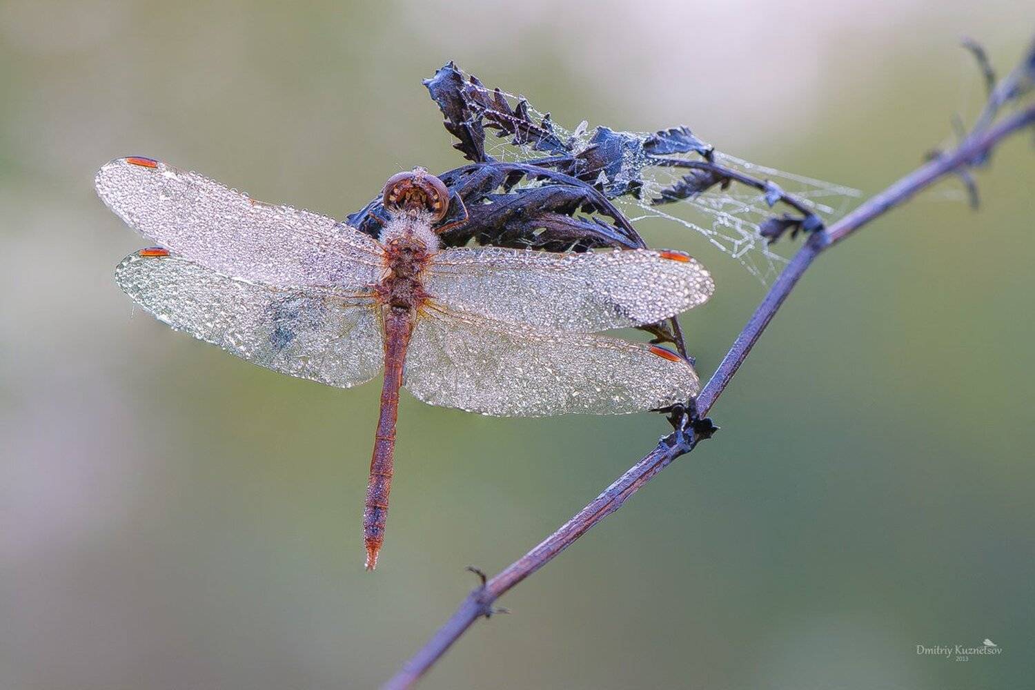 , Кузнецов Дмитрий