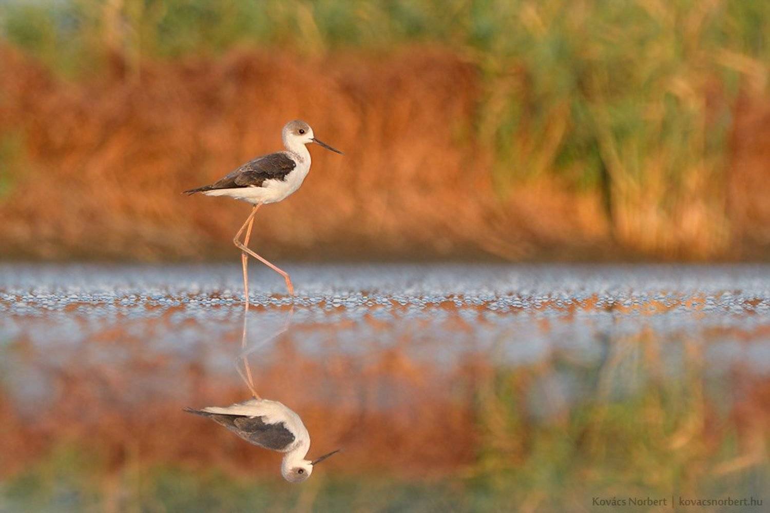 , Kov&aacute;cs Norbert