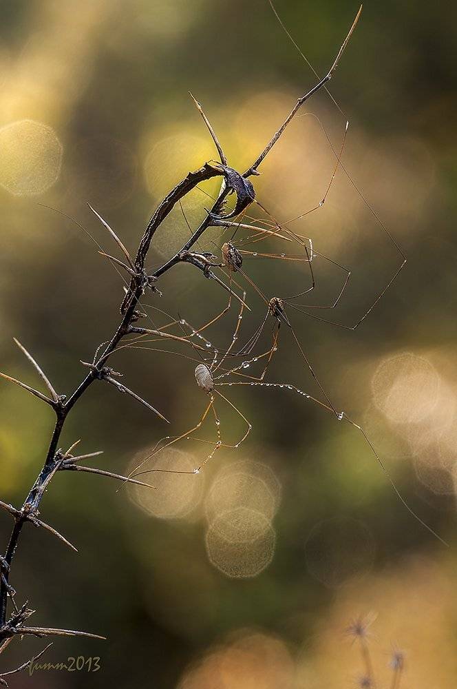 , Игорь ФУММ