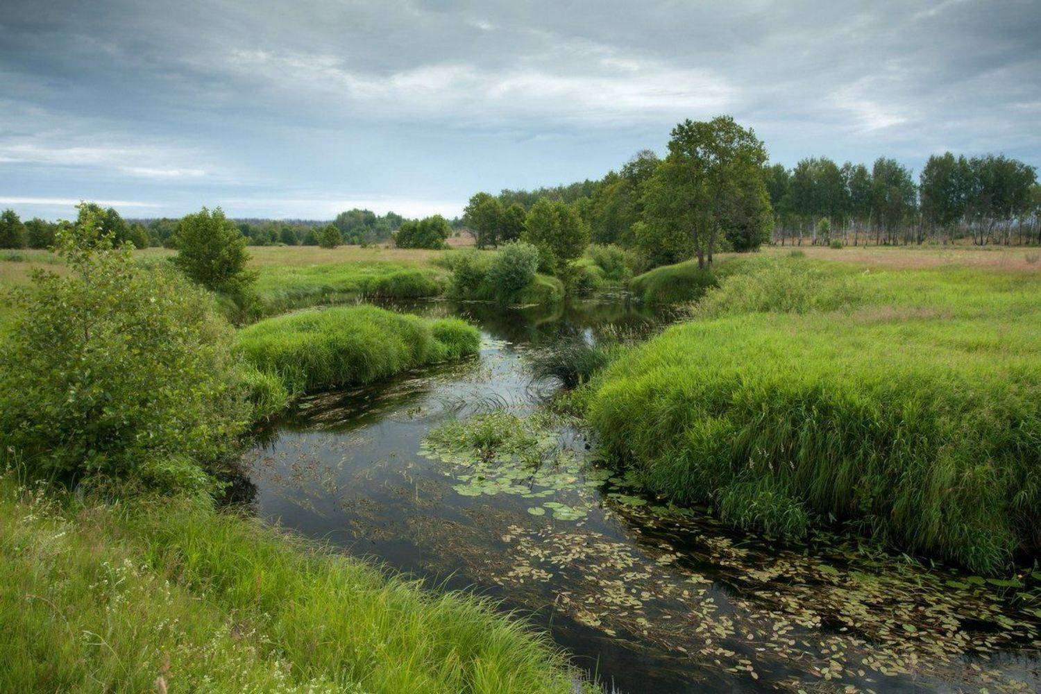 кувшинки, летний пейзаж, пейзаж, летняя открытка, луг, небо, облака, окресности, пейзаж, пейзаж с рекой, река, саров, трава, Александр Чибиркин