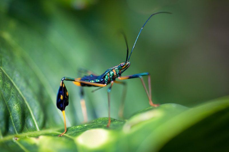 про модные галифе... фото превью