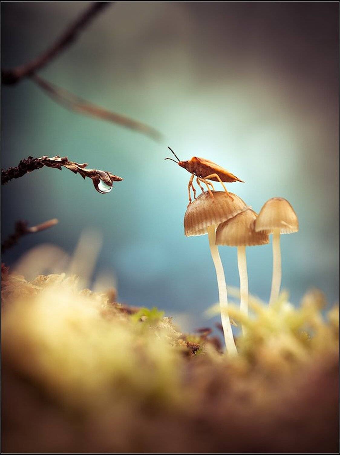 Коростышев, Макро, Макро мир, Макро фото, Александр Чорный