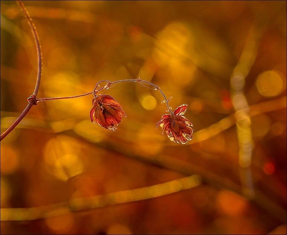 , Бурлов Андрей