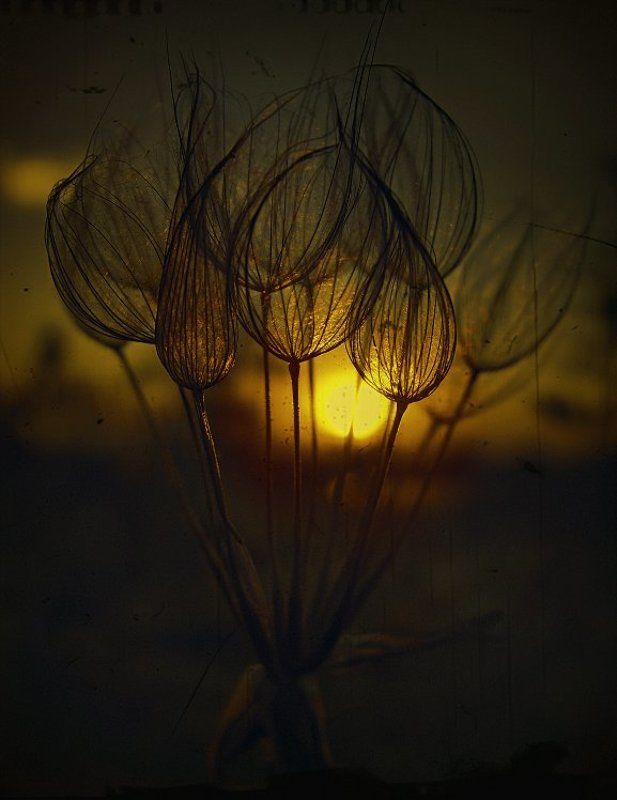 wake,macro,sony,elevenart,magneticfoil,phase STYLER фото превью