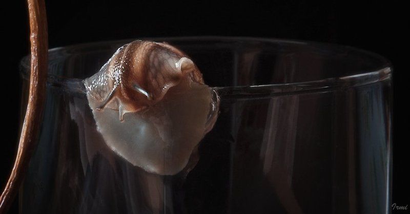 улитки, виноградные улитки фото превью