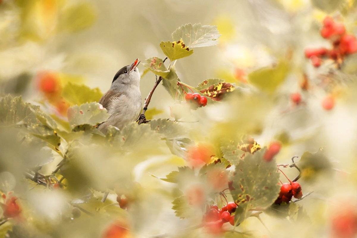 , Валерий Субачев