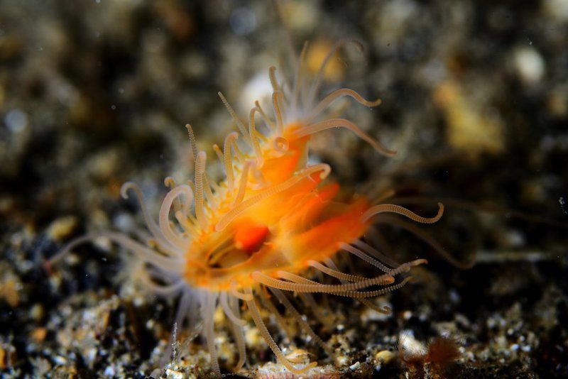 Лембех 2013. Подводная всячина. фото превью