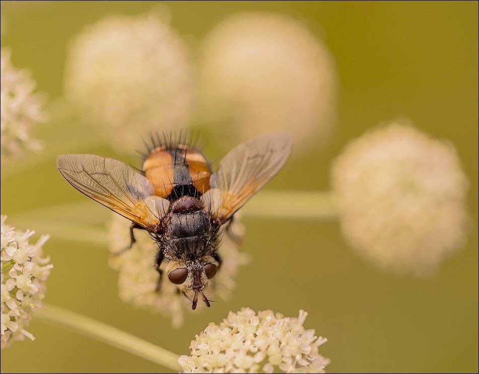 , Бурлов Андрей