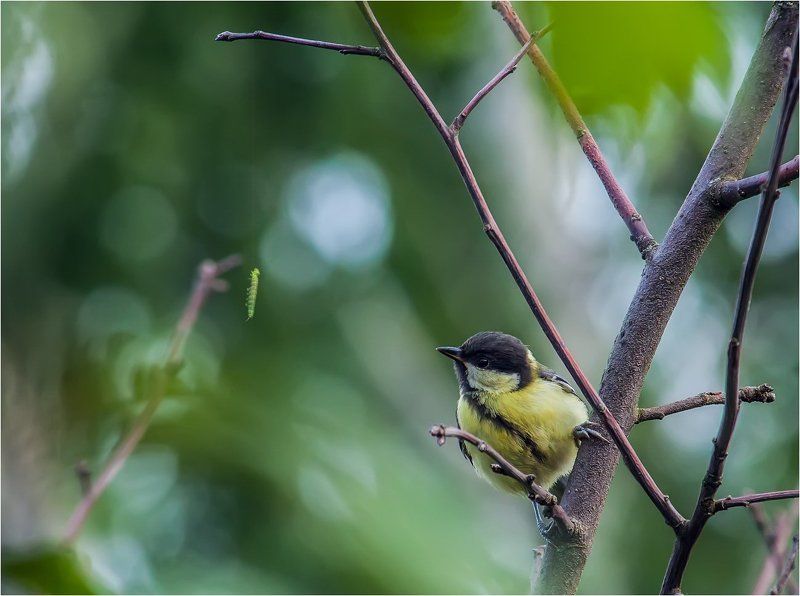 Кушать подано! фото превью