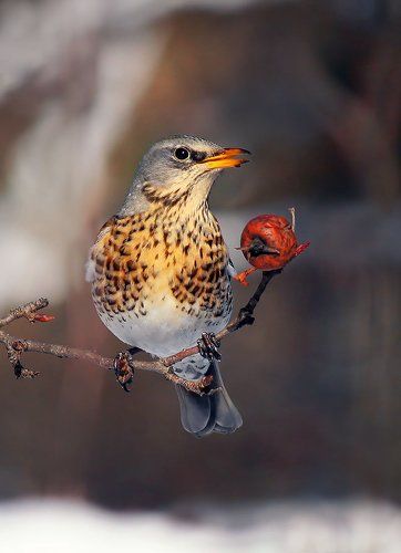 портрет с яблочком