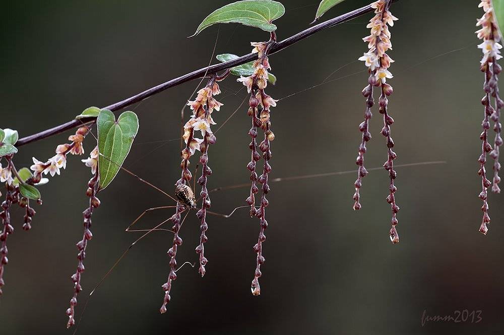 , Игорь ФУММ