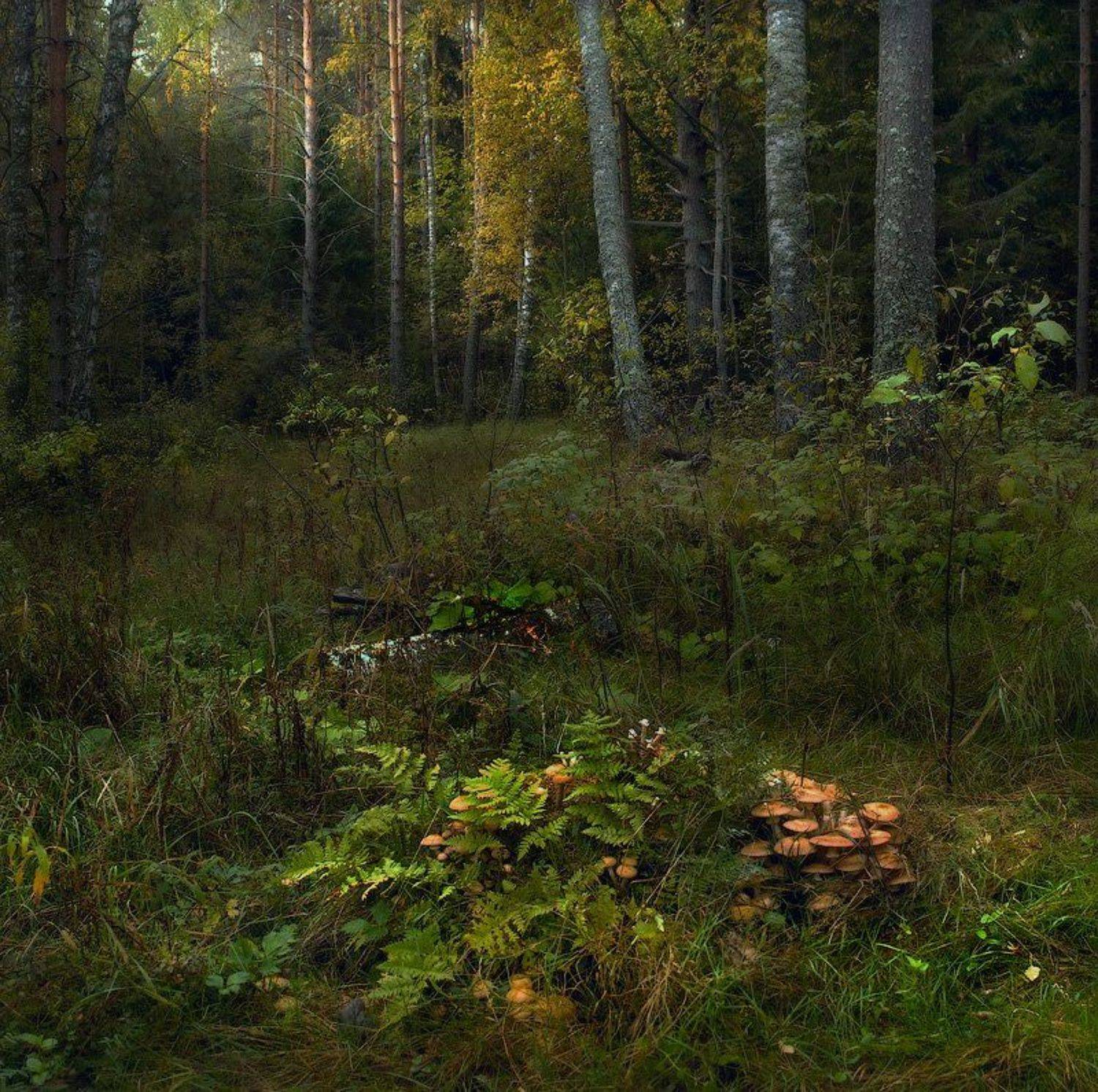 , Дмитрий Алексеев