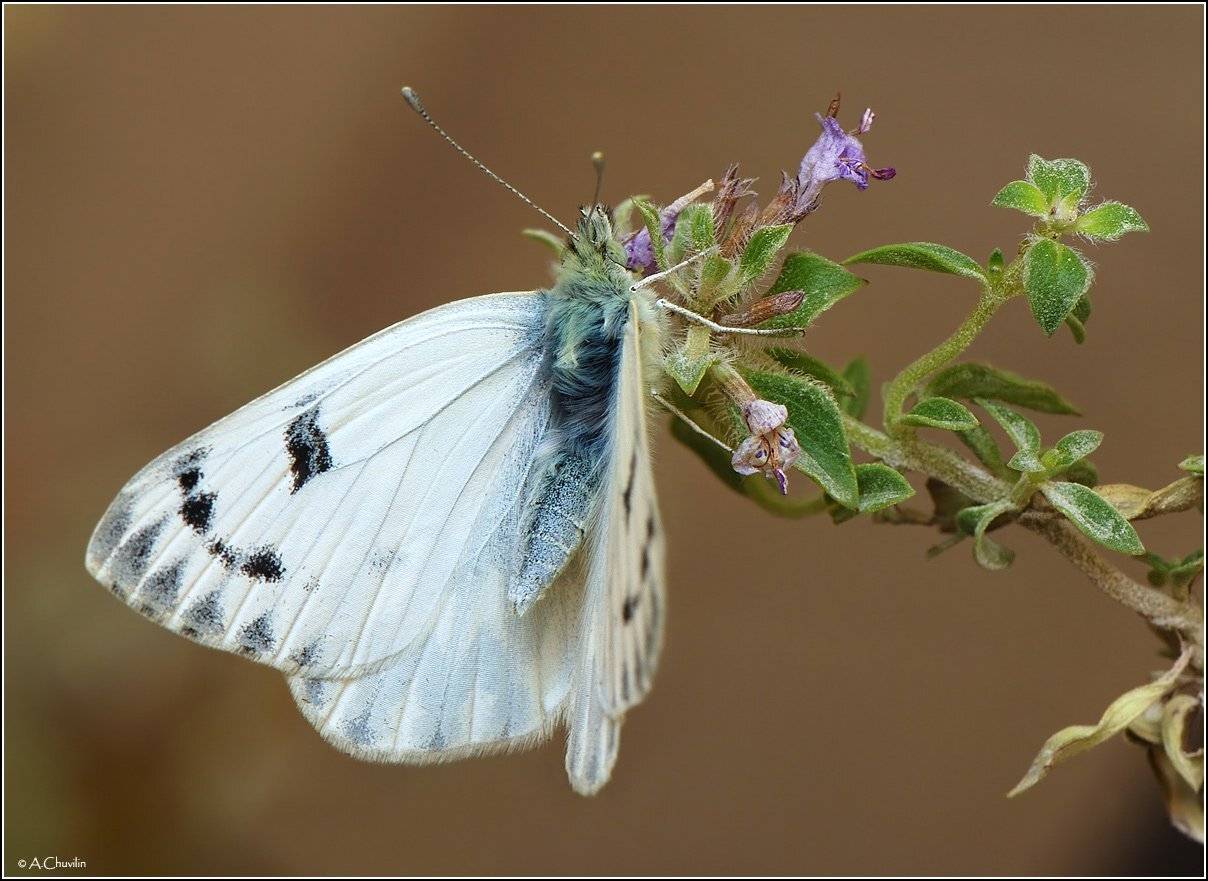 бабочка,белянка,callidice, Александр Чувилин