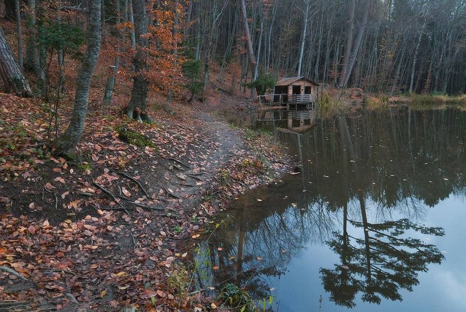 , Саша  Вайсберг. /Waldschnepfe./