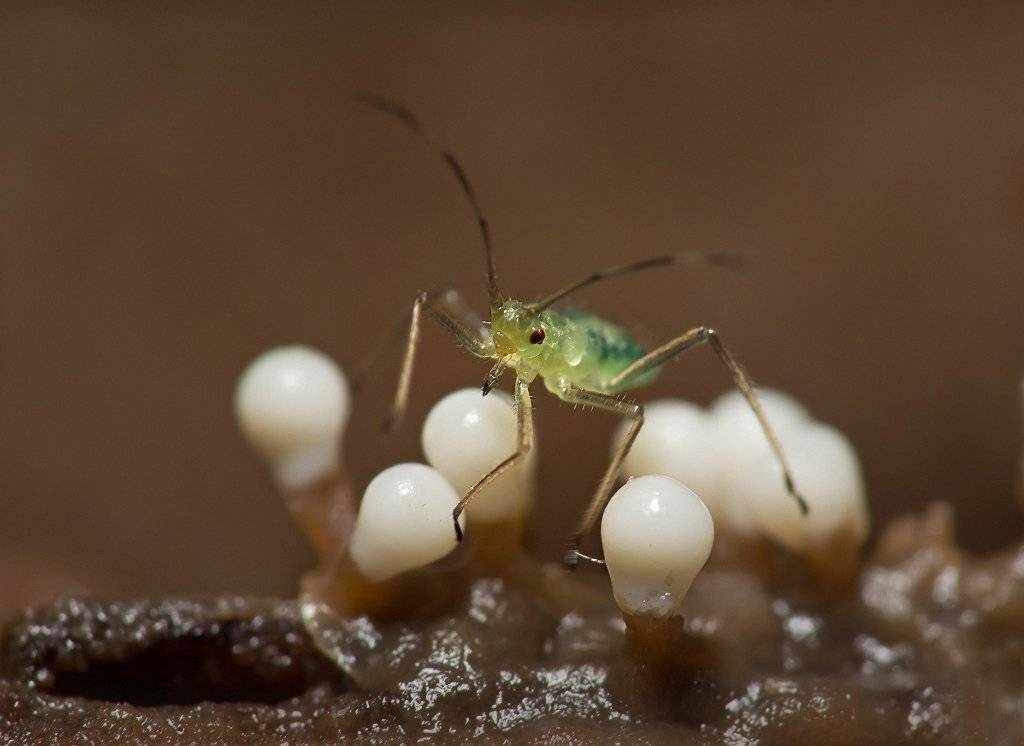 , Валерия Зверева