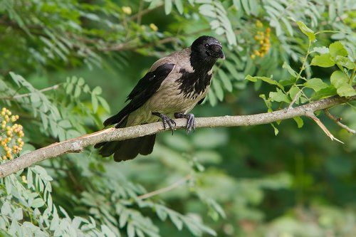 Вороны и вороньи дети