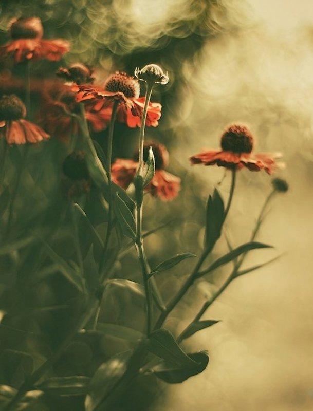 . фото превью