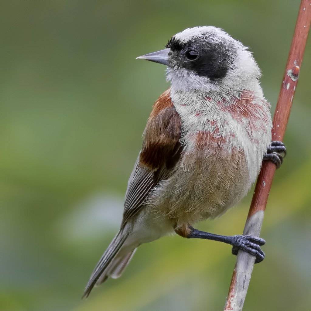 Ремез, Ляпустин Юра