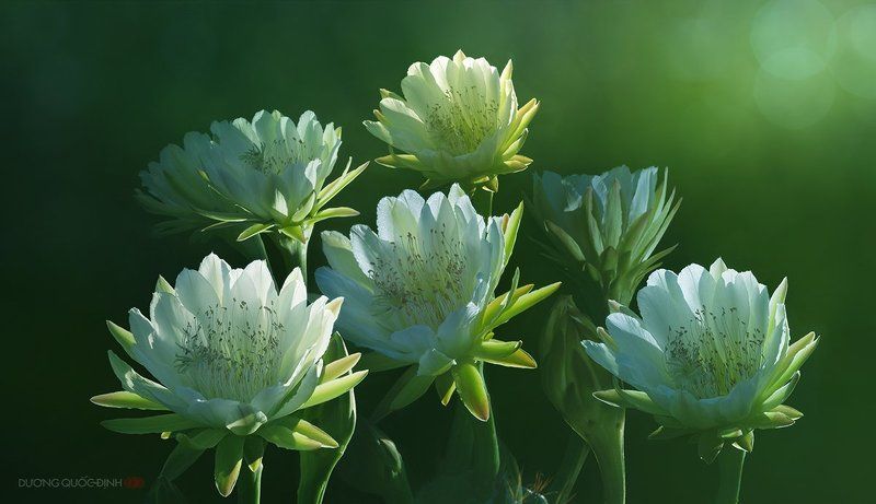 DQD Nature фото превью