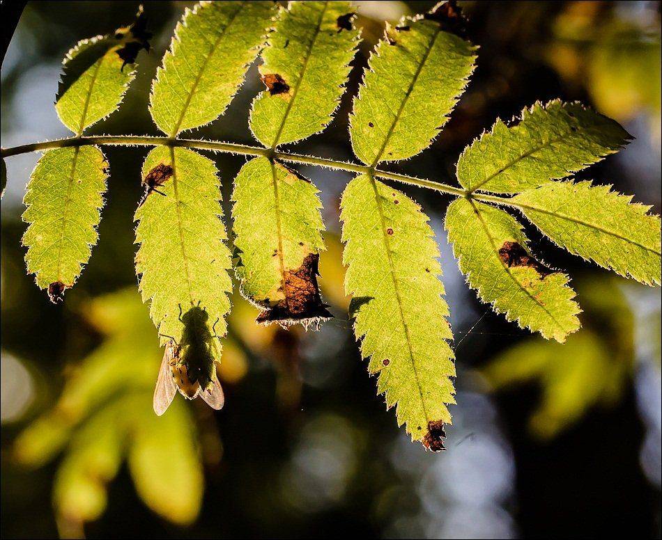 , Бурлов Андрей