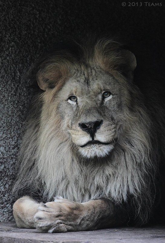 Царь фото превью