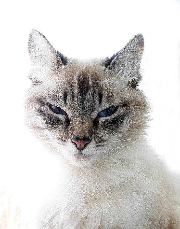 , Сергей Таланов