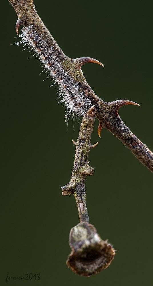 , Игорь ФУММ